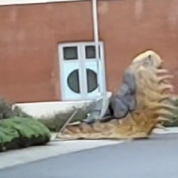 giant-slug-spotted-on-swansea-university-campus