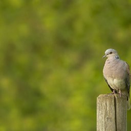 bird-populations-boosted-when-farmland-is-devoted-to-nature-friendly-measures