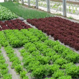 food-stories-why-we-need-diversity-in-welsh-food