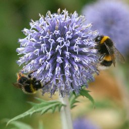 funding-boost-for-protected-species-and-nature-sites-across-wales