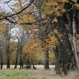 designs-revealed-for-controversial-commemorative-woodland-in-the-tywi-valley