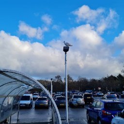 i-was-mugged-in-broad-daylight-by-a-seagull