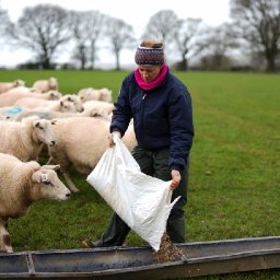 woman-searches-for-perfect-candidate-to-share-farm-after-her-fathers-retirement