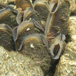 new-hatchery-aims-to-reverse-the-decline-of-endangered-freshwater-pearl-mussel-in-wales