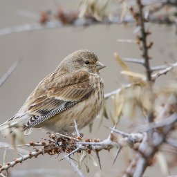 seed-crop-trial-reports-sixfold-increase-in-farmland-bird-numbers-on-welsh-farms