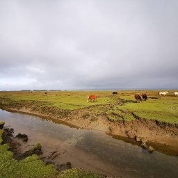upland-welsh-mountain-and-carneddau-ponies-yma-o-hyd-institute-of-welsh-affairs