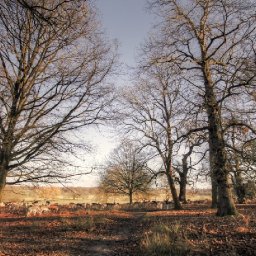 council-wants-to-plant-33-hectares-of-new-trees-every-year-to-2050