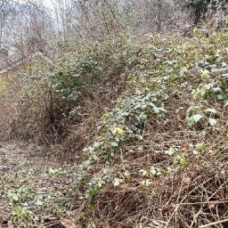the-historic-cottage-being-swallowed-up-by-foliage-with-an-incredible-story