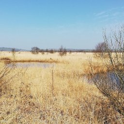 peatlands-restoration-project-contributes-millions-to-the-welsh-economy