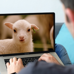 watch-lambcam-the-welsh-museum-live-streaming-its-lambing-season