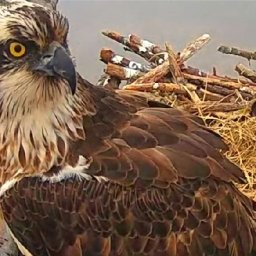 llyn-clywedog-ospreys-live-stream-returns-for-new-breeding-season