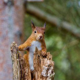 holiday-park-plan-gets-green-light-despite-red-squirrel-concerns