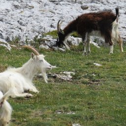 great-ormes-kashmiri-goats-could-be-relocated-under-new-management-plan