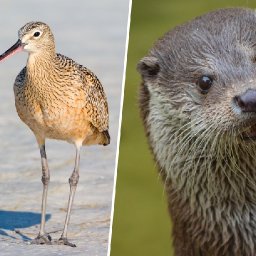 welsh-govt-announces-11m-for-conservation-projects-to-help-wales-endangered-wildlife