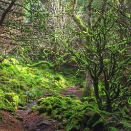 ancient-woodlands-to-benefit-from-biodiversity-restoration-work