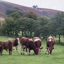 farms-in-wales-could-boost-profitability-by-over-40-by-adopting-nature-friendly-approaches-report