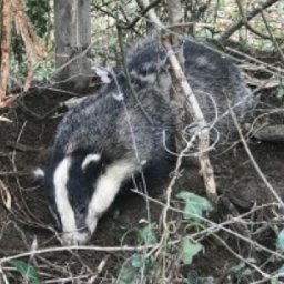 wales-expected-to-become-first-uk-nation-to-ban-snares-and-glue-traps