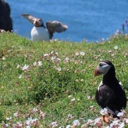 postcard-from-skomer-finding-sanctuary
