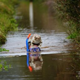flippering-marvellous-bog-snorkelling-fans-test-endurance-at-world-championships