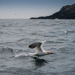 how-to-win-an-oscar-filming-grassholms-gannets-june-august-1934