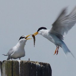 nature-in-wales-at-tipping-point-as-report-highlights-devastating-decline-in-species