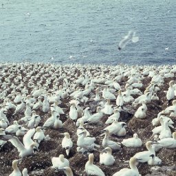 the-gannets-of-grassholm-part-3-the-world-comes-to-the-pembrokeshire-bird-islands-sunday-8-july-1934
