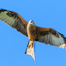 ringed-red-kite-found-in-carmarthenshire-recorded-as-26-years-old