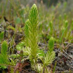 work-gets-underway-to-protect-ancient-plant-dating-back-400-million-years