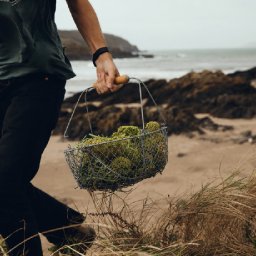welsh-food-tales-on-the-trail-of-the-foraging-renaissance