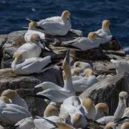 the-gannets-of-of-grassholm-part-6-loving-and-killing-victorians-and-bird-protection