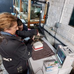 rare-turtle-discovered-by-dog-on-welsh-beach
