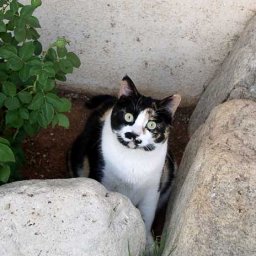 @Jennifer J. Williams